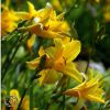 Hemerocallis Middendorffii